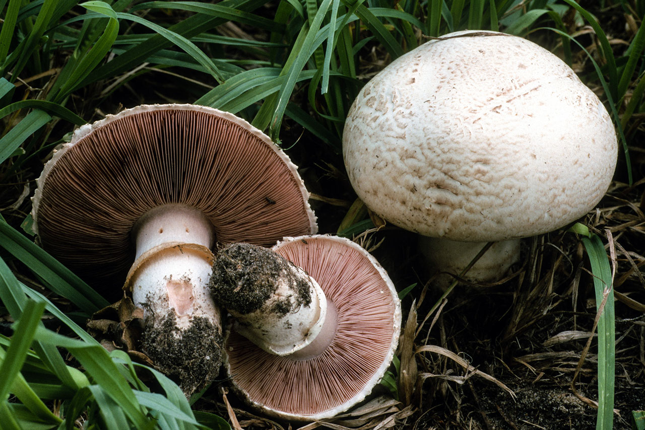 button mushroom, white mushroom, cultivated mushroom, table mushroom، champignon mushroom